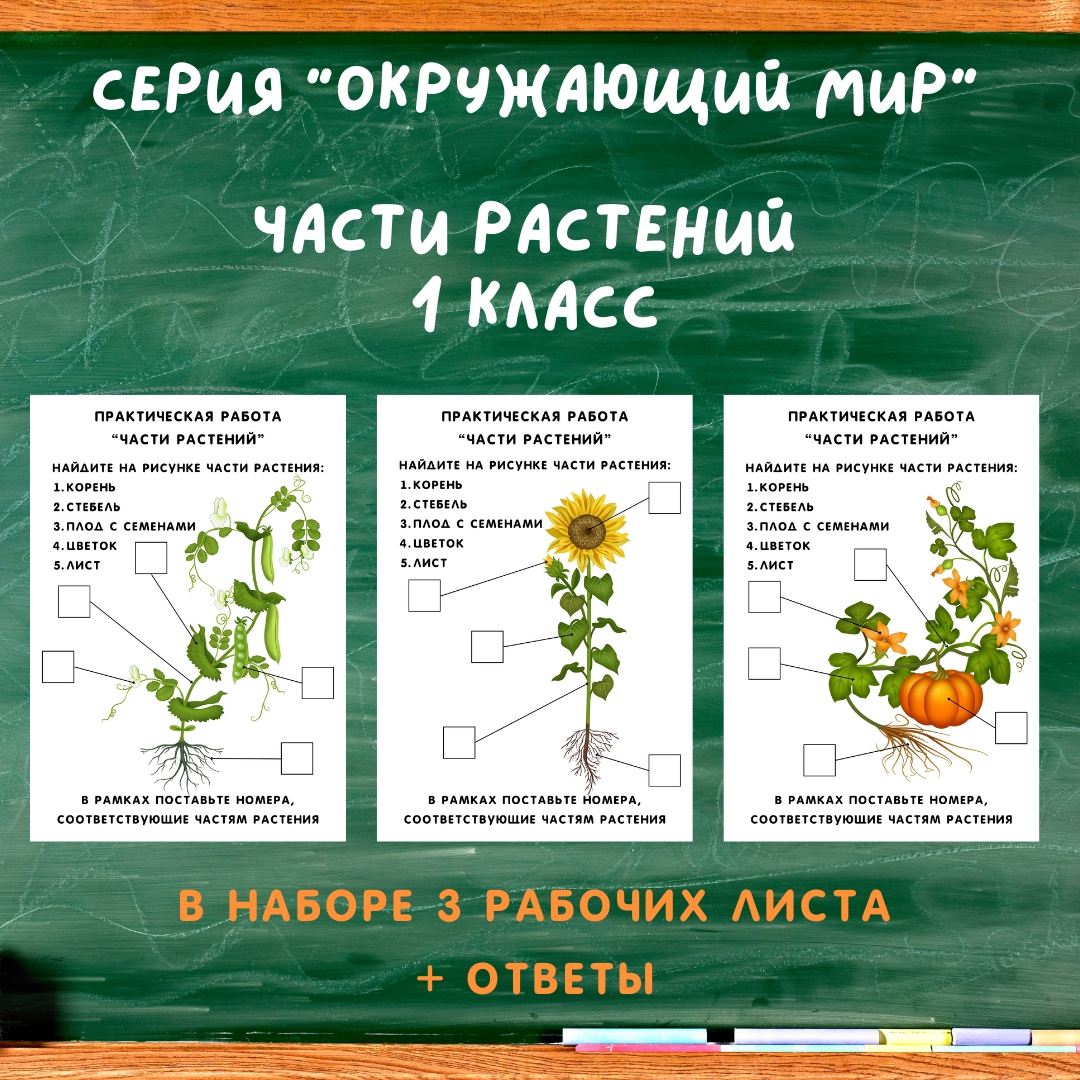 Части растений (1 класс)