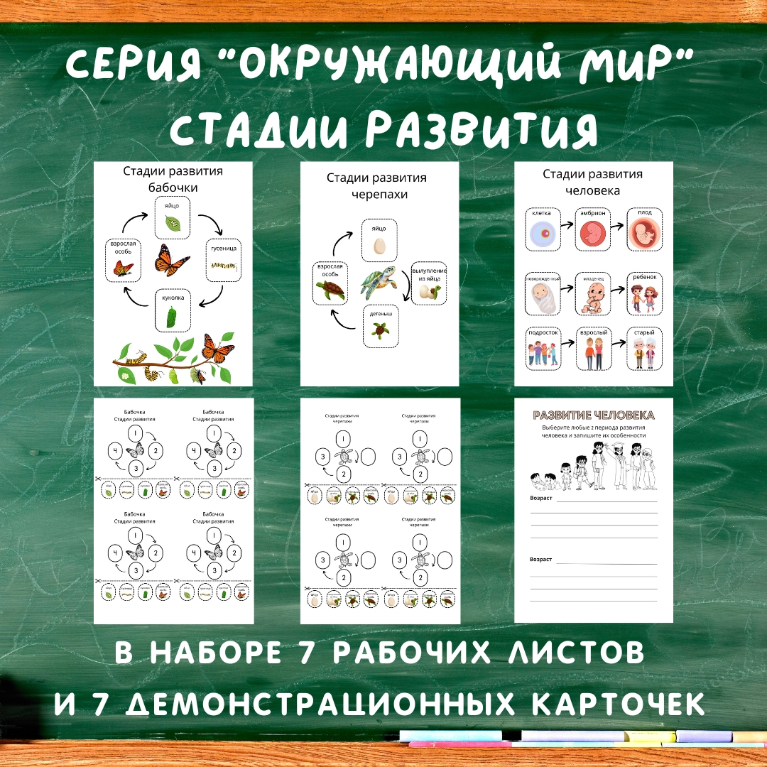 Стадии развития